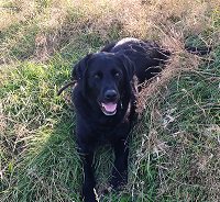 Morecambe Bay pets call on owners to wiggle waggle for maternity featured image